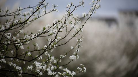 Cerezos japoneses en el barrio de O Carme