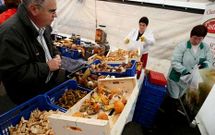 La Feira de Fungos e Cogomelos se desarrollar� durante la jornada del s�bado en As Pontes. 