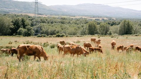 Vacas afectadas por EHE en una explotacin de Xunqueira de Espadanedo