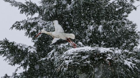 Cigea bajo la nieve