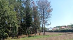 Imagen de la plantaci&oacute;n de pinos en Queis (Ordes), que vecinos del lugar consideran un riesgo para viviendas en caso de incendio