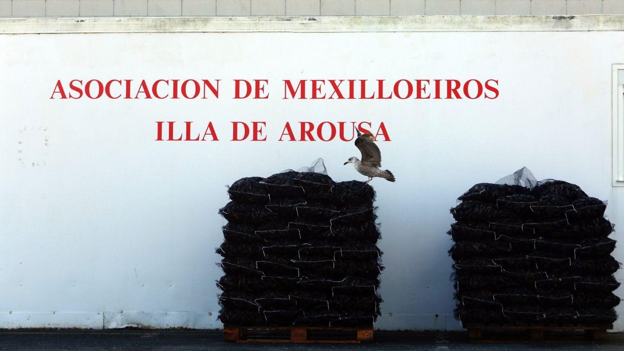 La Asociación de Mexilloeiros Illa de Arousa construirá en O Xufre una nave para centralizar sus operaciones en el muelle