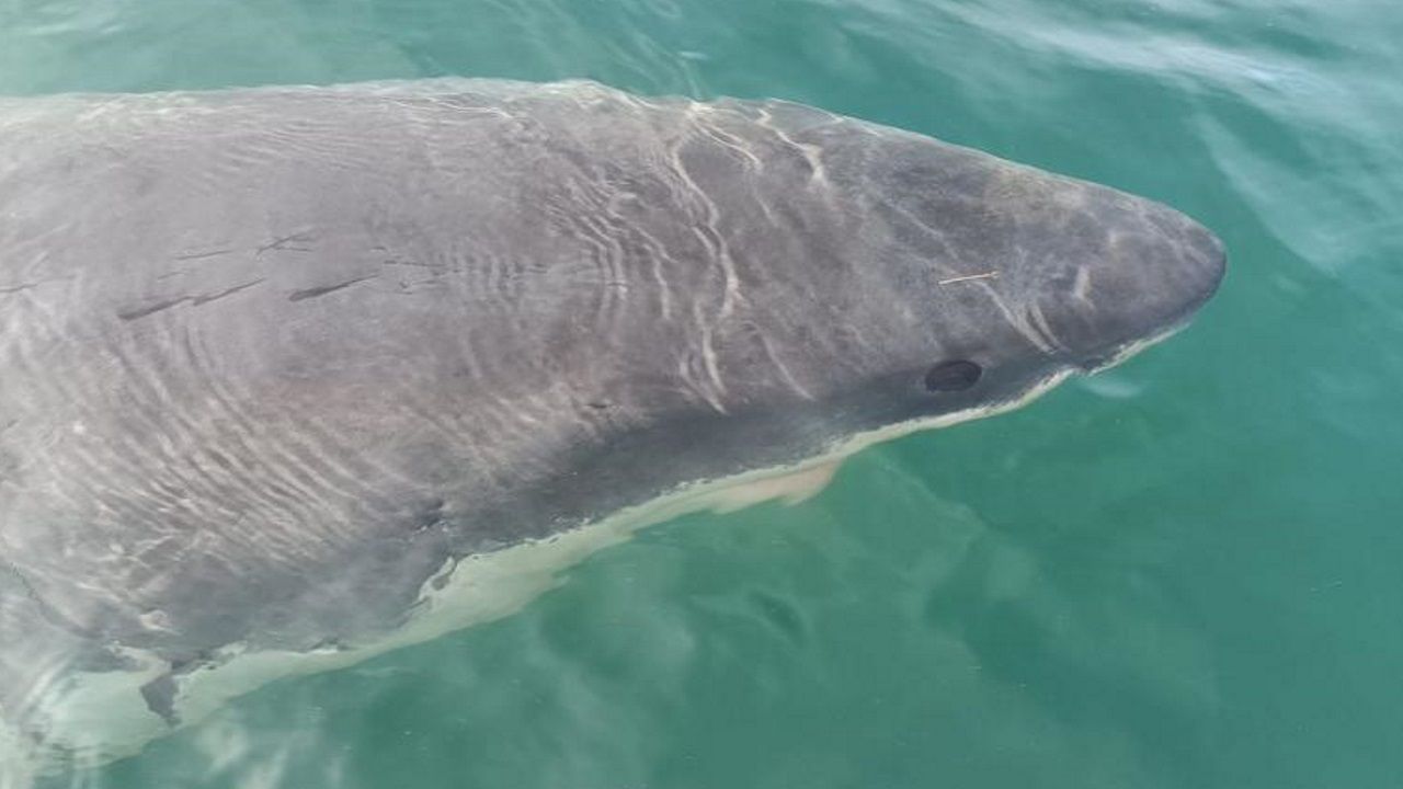 Expertos del Oceanográfico creen posible que el tiburón blanco avistado en  el puerto exterior de A Coruña regrese