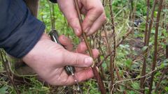 Labores de injerto realizadas en un taller formativo en A Laracha.