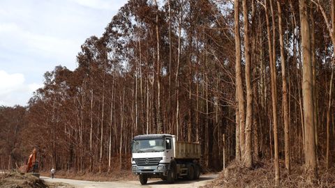 �rboles�te�idos de rojo por el polvo en la zona de Villalpol, Xove