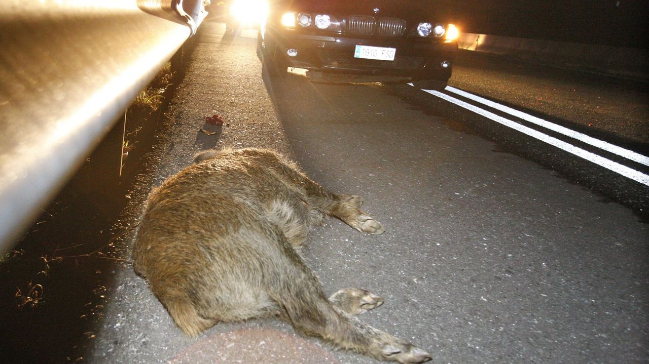 Un coche se sale de vía en la A-8 en O Fiouco y un jabalí provoca un accidente en Foz