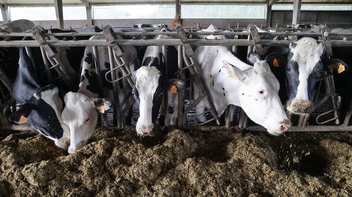 Vacas frisonas en una granja l�ctea en una foto de archivo