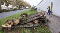 En la imagen, tala de rboles para acometer el proyecto de Abrir Ferrol al mar