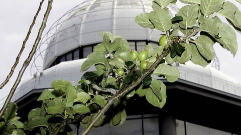 Clon del manzano de la casa natal de Isaac Newton, plantado frente a la Casa de las Ciencias de A Coru�a.