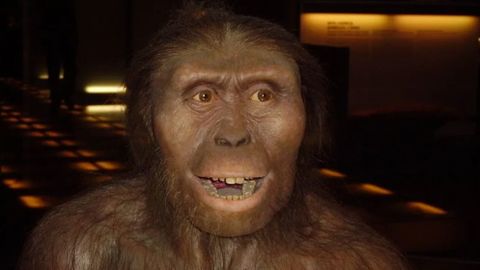 Reconstruccin escultrica del aspecto que tendra Lucy, una hembra de Australopithecus afarensis