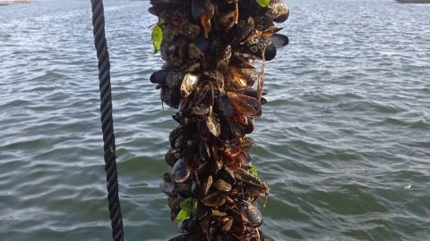 Bateeiros hallan mejill�n muerto en las cuerdas a dos metros de profundidad