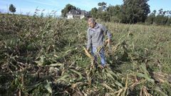Destrozos en un maizal de Meirás, en Valdoviño, en una imagen de archivo