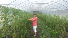 Uno de los miembros de la cooperativa, en in invernadero