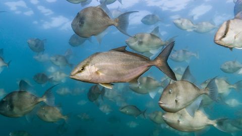 Un grupo de peces limn.Un grupo de peces limn