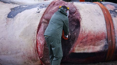 Despiezan la ballena varada en Oza desde el s&aacute;bado para proceder a su retirada