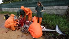 Bi�logos de Cemma realizan una necropsia a una ballena aliblanca que apareci� en Foxos