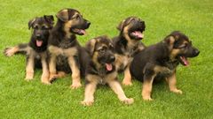 Cachorros de pastor alemn en una foto de archivo