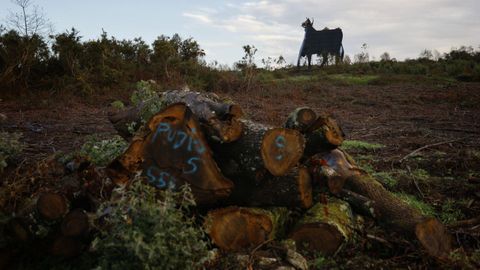 El toro de Osborne de Coir�s, decapitado por el viento. 