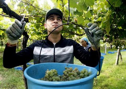 Las bodegas han comenzado t�midamente la recogida de la uva a la espera de que madure. 