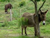 Los dos burros de A Toxa vivir�n separados hasta que Emilia tenga a su beb�. 