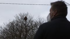 Nido de velutinas en B�rtoa, Carballo.