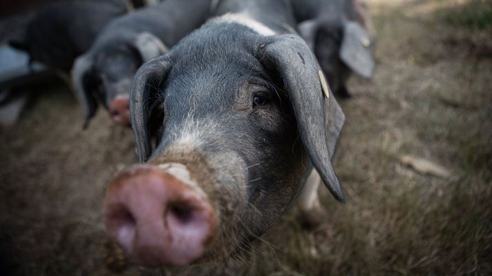 El porco celta es una de las razas aut&oacute;ctonas de Galicia