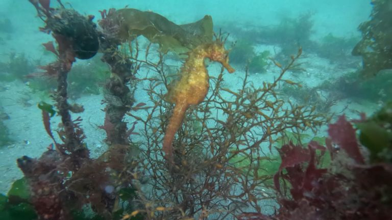 Vigo impulsa la creaci&oacute;n de hogares para los caballitos de mar