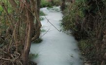 <span lang= es-es >Tambi�n en el tramo rural</span>. La imagen corresponde a un vertido localizado entre B�rtola (Pontevedra) y Tomeza (Vilaboa), en el tramo rural del r�o. Tambi�n se renovar� el colector en esta zona. 