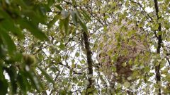 Nido de velutina en el municipio de Outeiro de Rei 