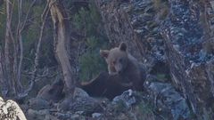 Los juegos de una osa y su cría en la Cordillera Cantábrica