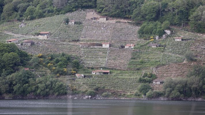 Imagen de archivo de vi�edos en el embalse de Belesar