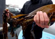 Wakame y laminaria son las especies con las que m�s trabaj�.