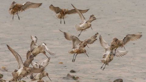 Miles de aves migratorias brindan un espectculo en la ra de Avils