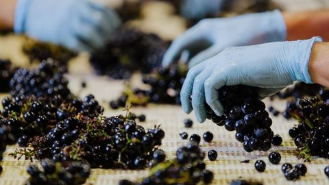 Vinprecise busca la forma de�ayudar a mejorar y a controlar la fermentaci�n del vino
