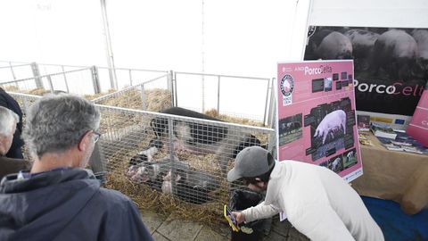 Feria de ganado ExpoLugo, junto a O Vello Cárcere