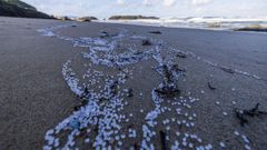 El vertido del mercante Toconao dej en Galicia playas salpicadas de miles de bolitas de plstico, como esta de Malpica
