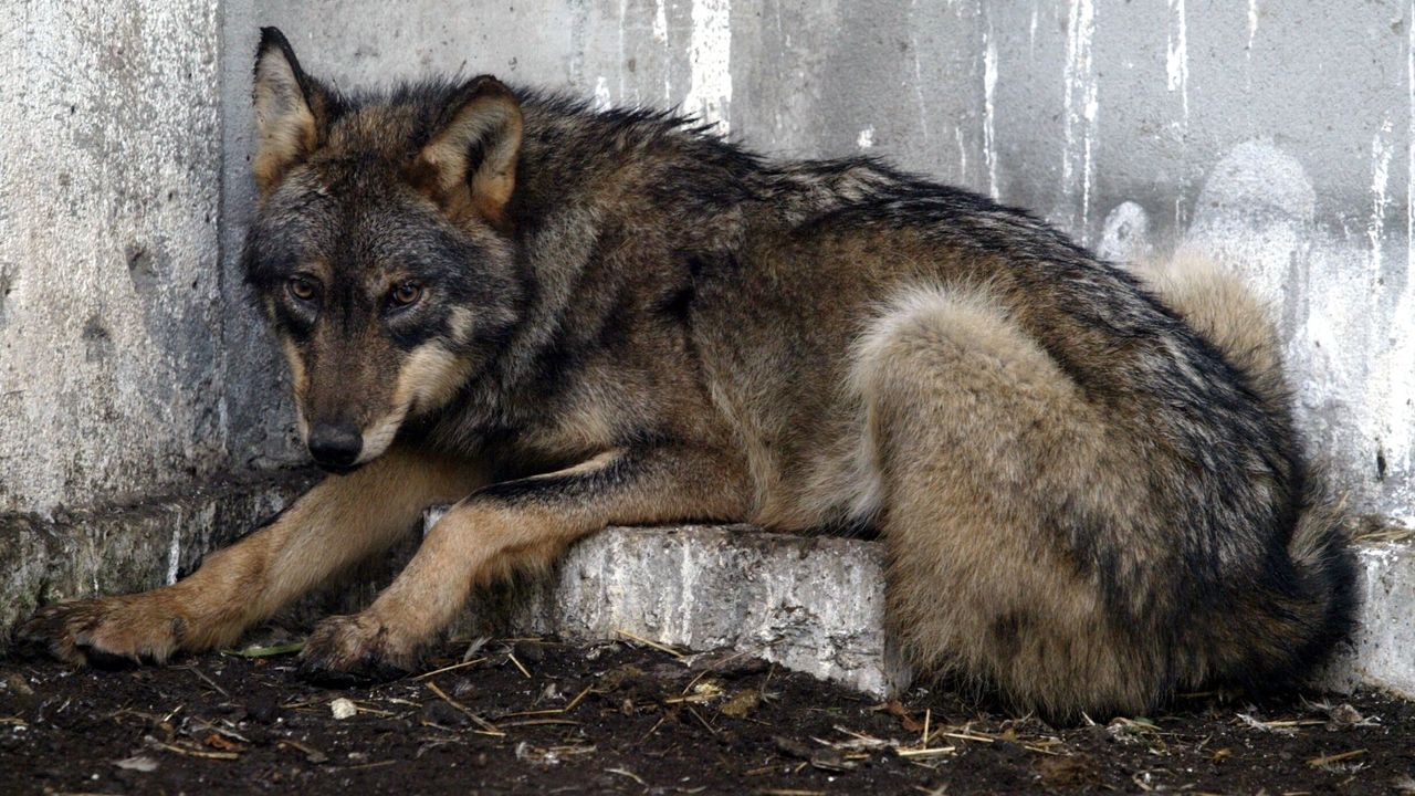 Febrero del 2006: Una loba deambula durante días por el casco urbano de Monforte