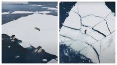 Las orcas y la foca antes y despus de que los cetceos rompieran la plataforma de hielo