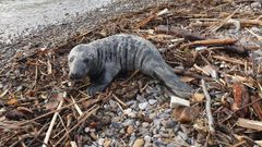 Cr�a de foca gris encontrada en la playa de Ara��n, en el concejo de Avil�s
