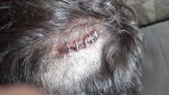 Imagen de una de las heridas producidas por un pu�o americano en una agresi�n a un menor