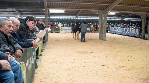 Subasta de ganado fris�n en Friol