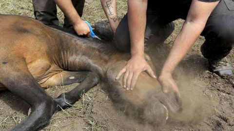 La rapa consiste en cortar las crines de los caballos y desparasitarlos.