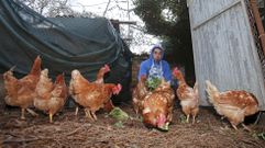 Sanxenxo es el s�ptimo concello gallego con m�s gallineros censados como el de Danilo, en Alt�n