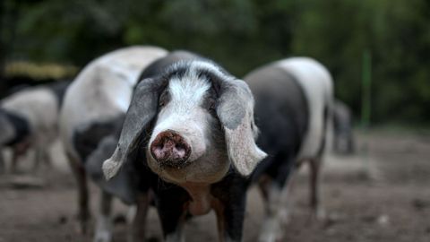 O porco celta reivind�case como un animal �Tan Noso� na s�a campa�a de Nadal