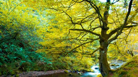 Bosque de Muniellos