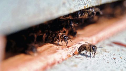 La Agrupaci&oacute;n Ap&iacute;cola de Galicia destaca que es importante preparar las colmenas antes del invierno