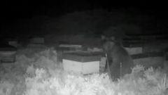 Presencia del oso en uno de los colmenares de Olaya Miel