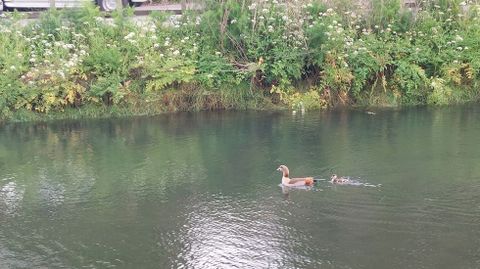 Uno de los gansos y su polluelo lograron escapar del dispositivo ambiental para su retirada del r�o