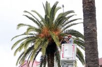 Operarios de una empresa especializada aplicaban ayer un hongo natural a las palmeras de Ravella.