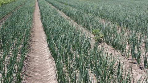 Imagen de una plantaci&oacute;n de cebollas en Galicia